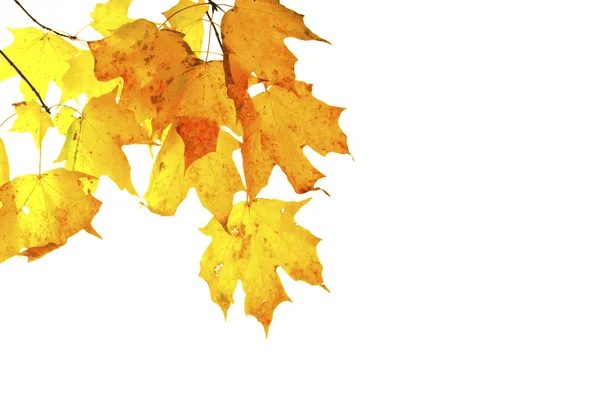 Foglie d'autunno isolate e retroilluminate con spazio per il testo — Foto Stock