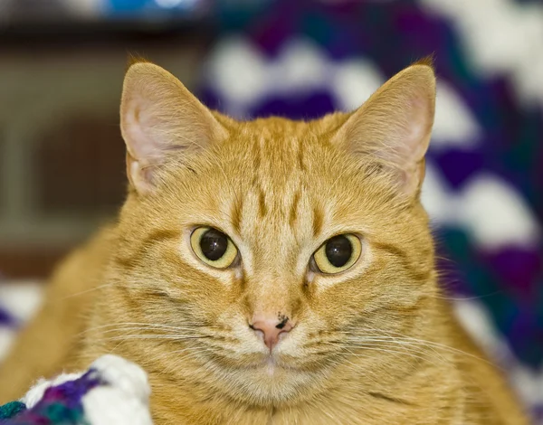 Pomarańczowy kot — Zdjęcie stockowe