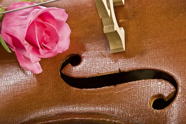 Rose på cello — Stockfoto