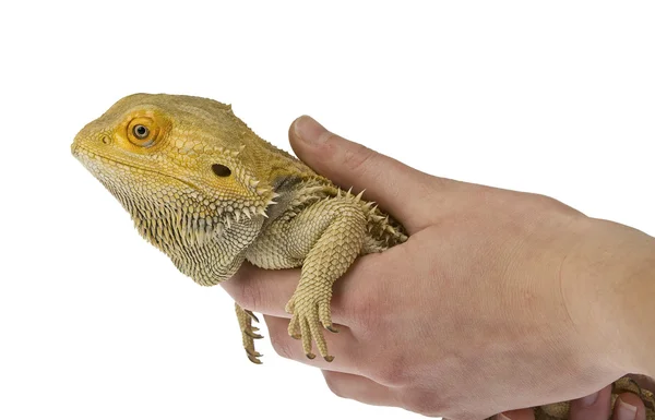 Bearded dragon being held isolated on white background — Stock Photo, Image