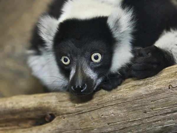 Portrét ruffed lemur — Stock fotografie