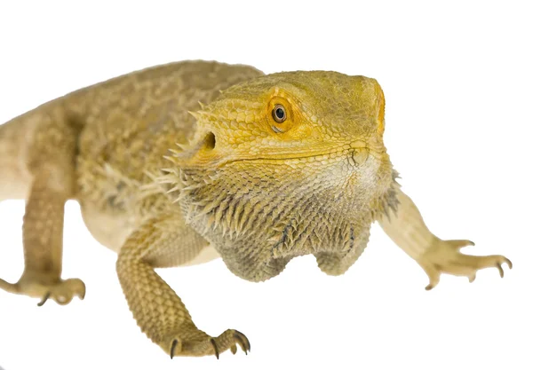 Lizard — Stock Photo, Image