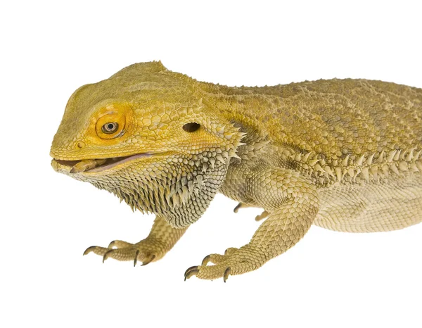 Lizard — Stock Photo, Image