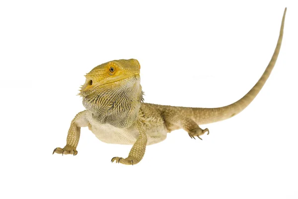 Lizard — Stock Photo, Image