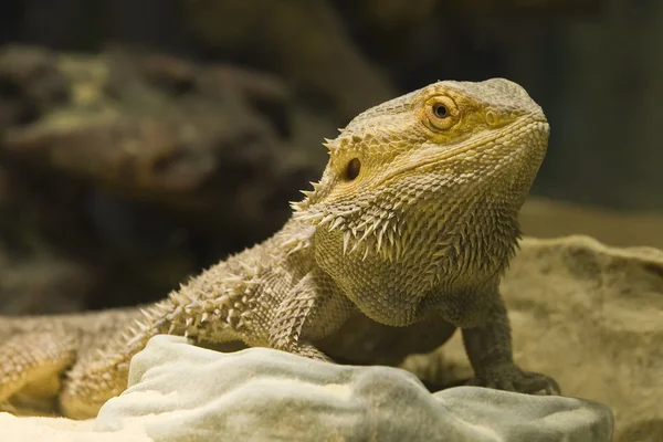 Lagarto — Fotografia de Stock