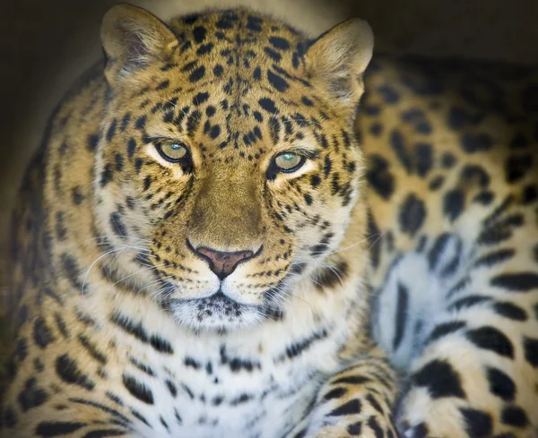 Leopard porträtt isolerad på en svart bakgrund. — Stockfoto