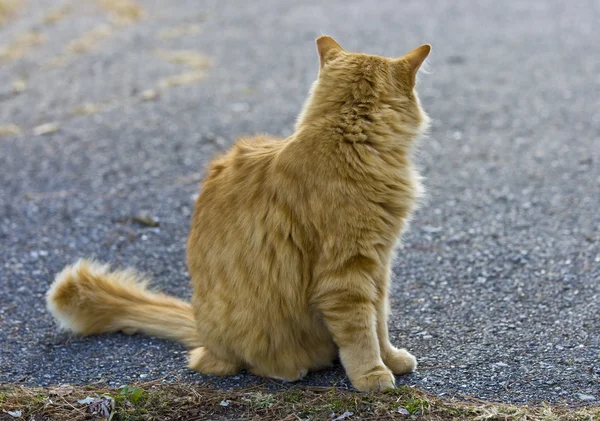 Orange cat — Stock Photo, Image