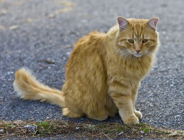 Gato naranja — Foto de Stock