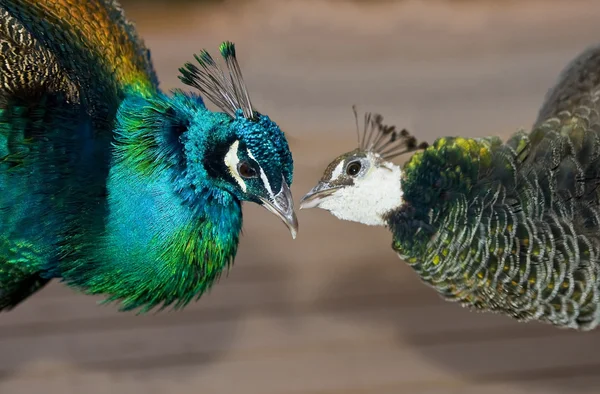 Peacocks in love — Stock Photo, Image