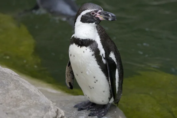 Penguen duran kayaların üzerinde — Stok fotoğraf