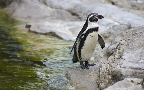 Пингвин стоит на скалах — стоковое фото