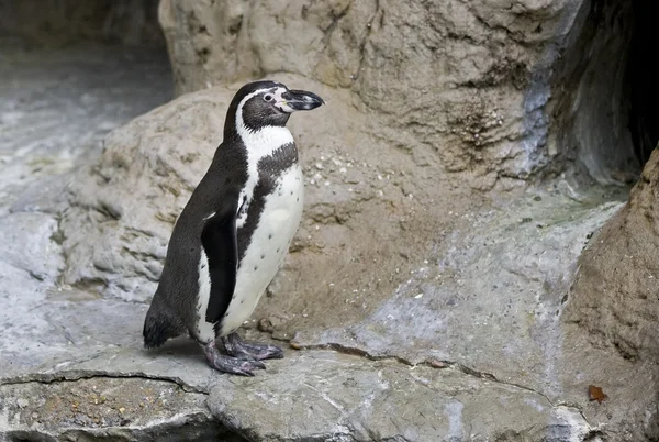 Pinguin steht auf den Felsen — Stockfoto