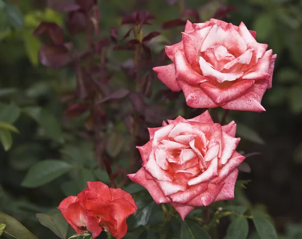 Rosa en un jardín — Foto de Stock