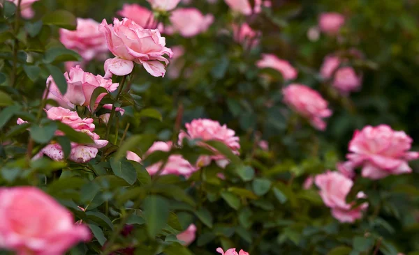 在花园里玫瑰的粉红色和橙色 — 图库照片