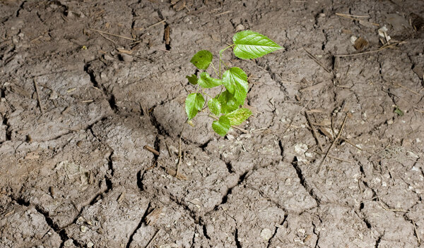 Green plant in ground