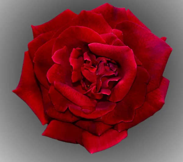 Rote Rose — Stockfoto