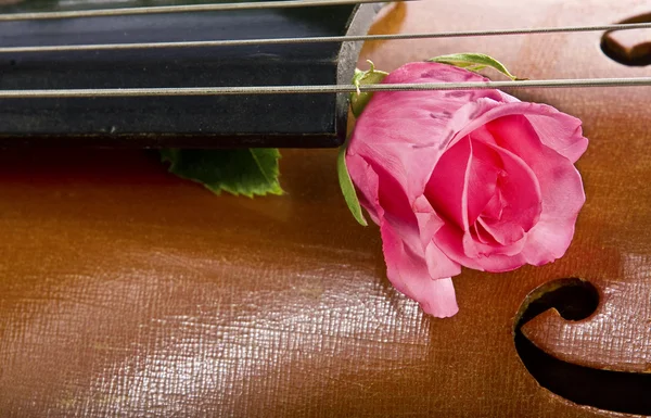 Rosa sobre violonchelo —  Fotos de Stock