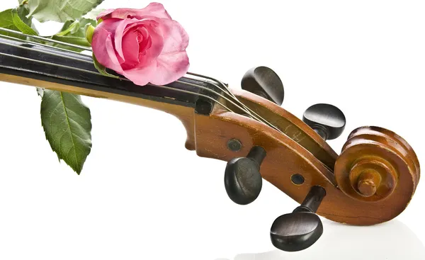 Rosa sobre violonchelo —  Fotos de Stock