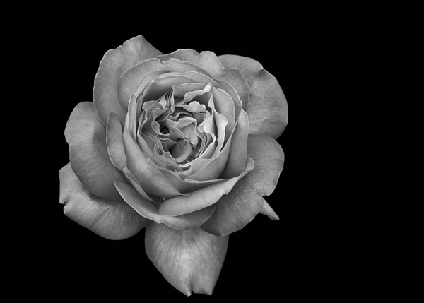 Rose image — Stok fotoğraf