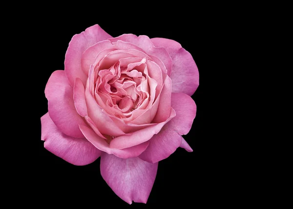 Rose image — Stock Photo, Image