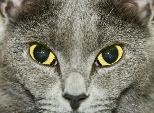 Cat looking away — Stock Photo, Image