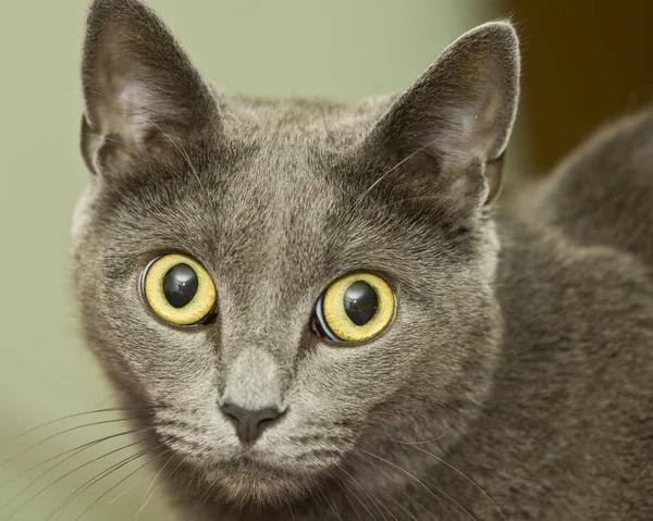 Gato mirando hacia otro lado — Foto de Stock