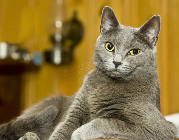 Gato mirando hacia otro lado — Foto de Stock