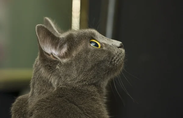 Gato mirando hacia otro lado — Foto de Stock