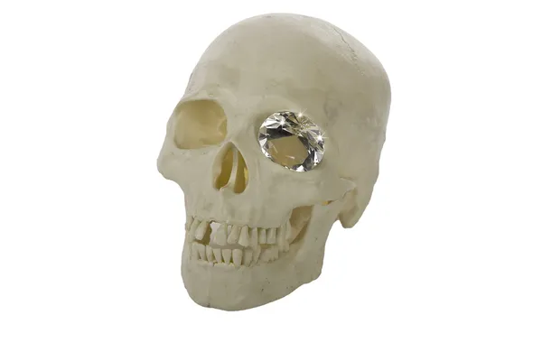 Human skull model — Stock Photo, Image