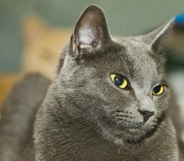 Gato mirando hacia otro lado — Foto de Stock