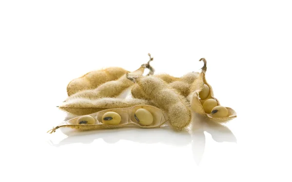 Soybean pods — Stock Photo, Image