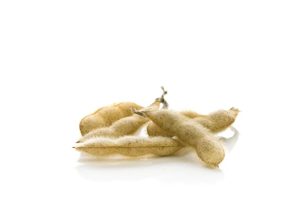 Soybean pods — Stock Photo, Image