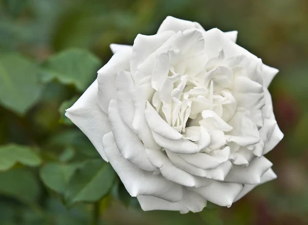 Rosa blanca — Foto de Stock