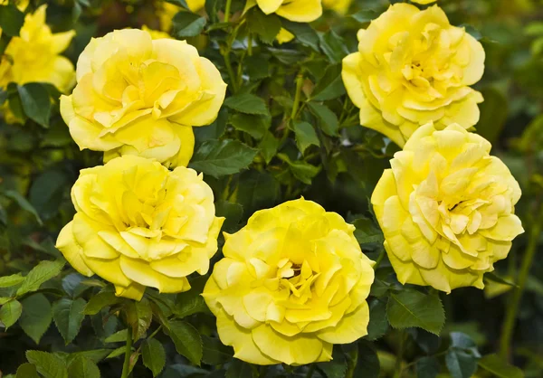 Yellow rose — Stock Photo, Image