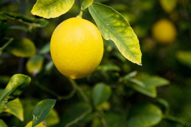 Organik limon ağacı