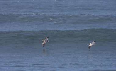 sabah erken california dalga
