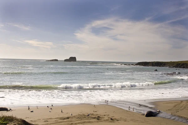 Elefantes en California — Foto de Stock