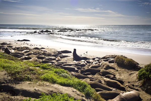 Морські котики в Каліфорнії — стокове фото
