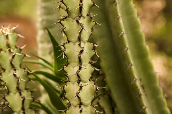 Grande cacto — Fotografia de Stock