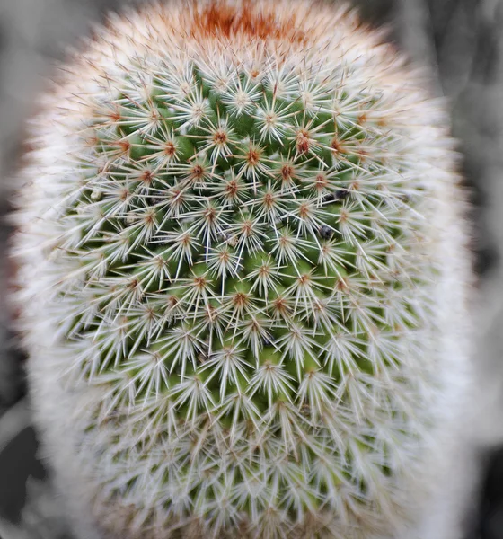 Big Cactus — Stock Photo, Image