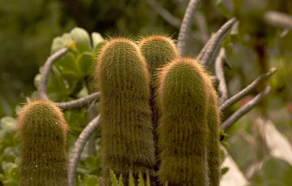 Big Cactus — Stock Photo, Image