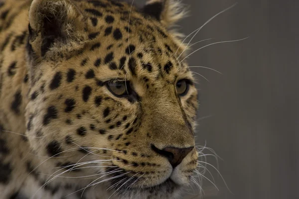 Leopardo de cerca —  Fotos de Stock