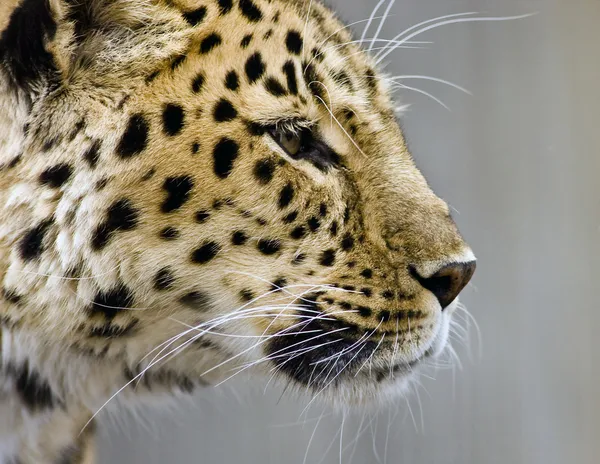 Leopard close-up — Stockfoto