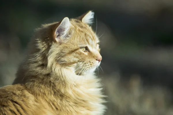 Gato naranja — Foto de Stock