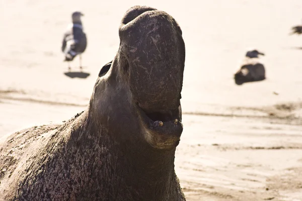 Elephant seals in California — Stock Photo, Image