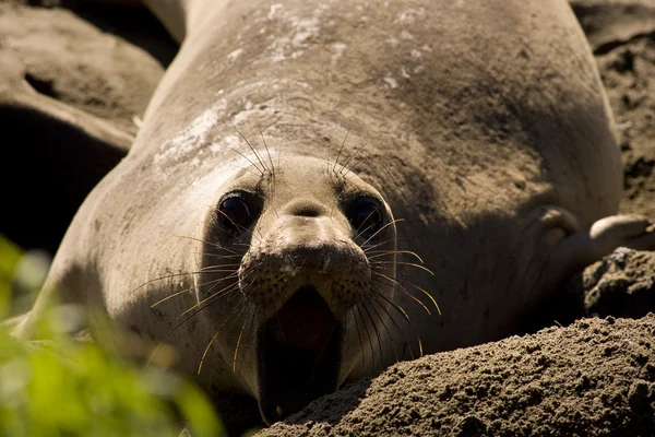 Elephant seals in California — Stock Photo, Image