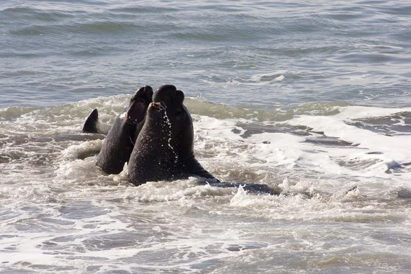 Elephant seals in California — Stock Photo, Image