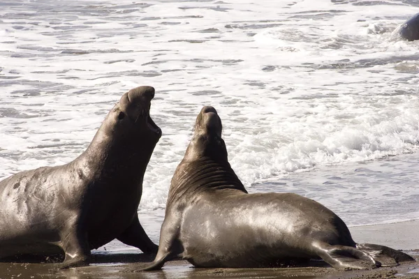 Elephant seals in California — Stock Photo, Image