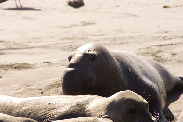 Elephant seals in California — Stock Photo, Image