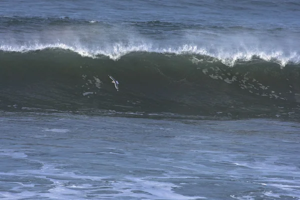 Early morning california wave — Stock Photo, Image